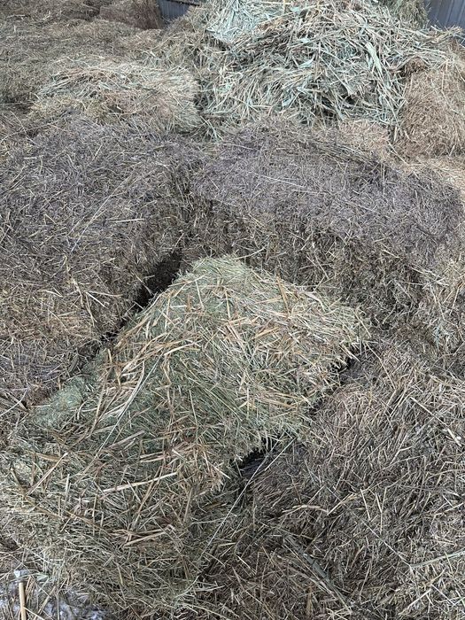 Бірінші орым шөп шашылған