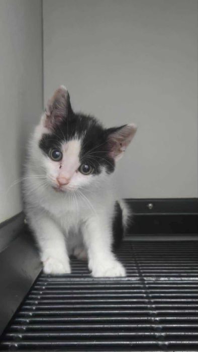 Подарявам 2 малки котенца