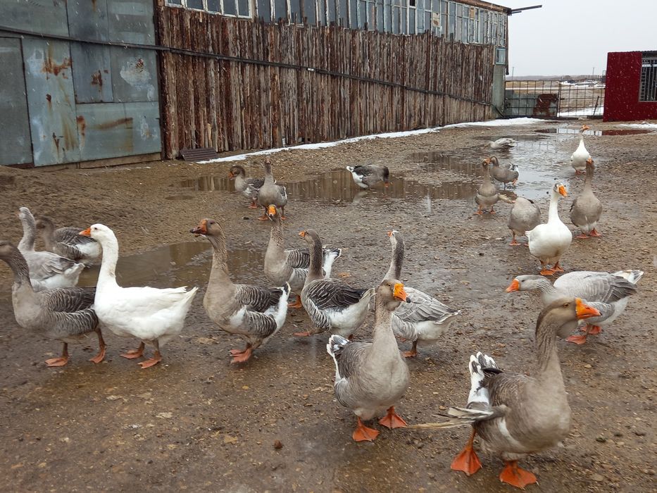 Продам гусей домашних