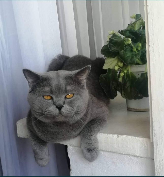 Резерв котят с документами