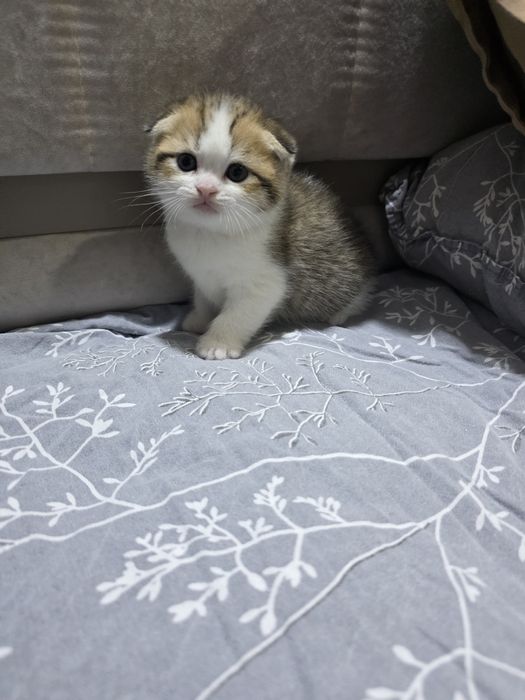 Котята, скотиш фолд