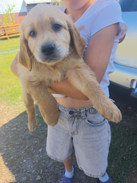 Golden retriever