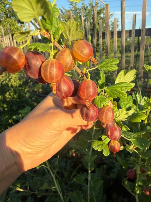 продам крыжовник, вишню, черную смородину
