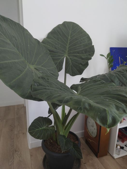 Alocasia dark star