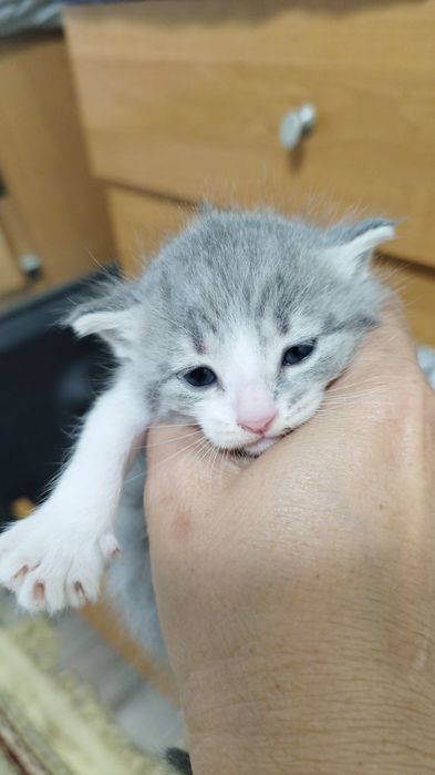 Отдам котят бесплатно