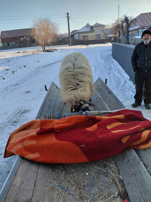 Vand oaie buna de taiat