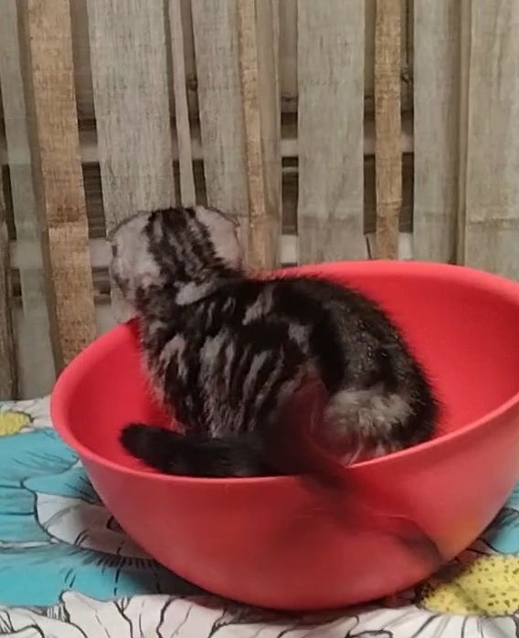 Скоттиш фолд. Две вислоухие девочки.