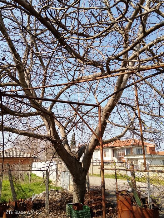 Орех за материал