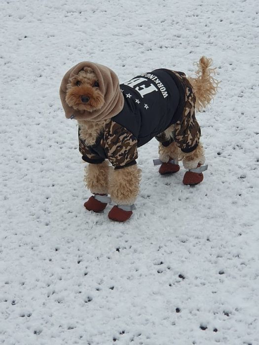 Продам той пуделя