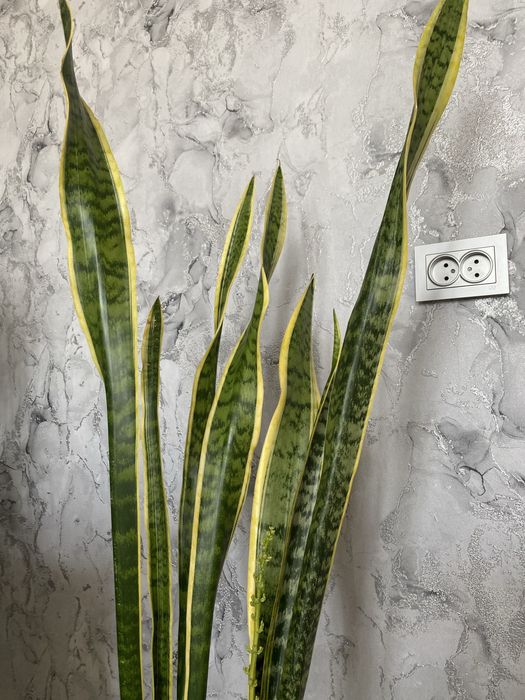 сансевиерия трехполостная