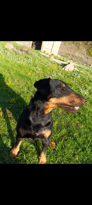 Собака Ягдтерьер для вязки