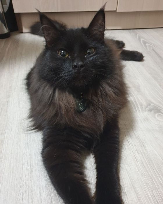 Ищет дом кошечка, не проходите мимо!