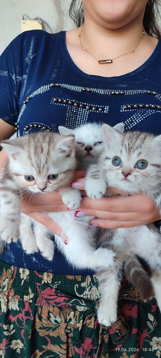 Продаются чистокровные котята породы скоттиш страйт