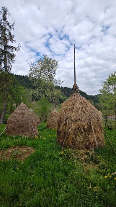Capite de fân de vanzare