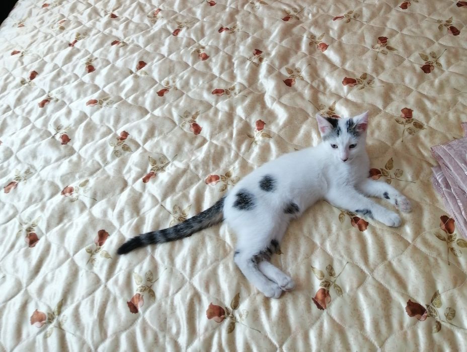 , Коте търси дом,