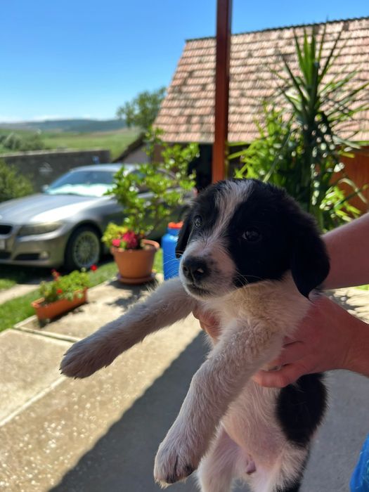 Cațelușă spre adoptie