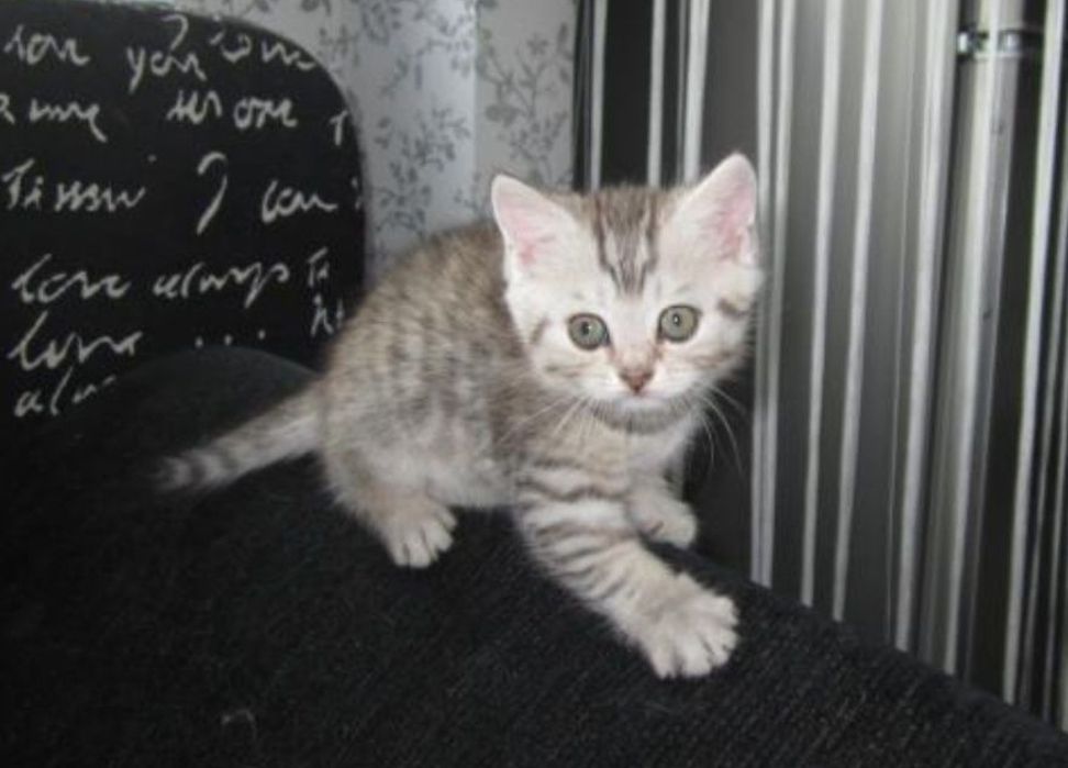 Шотландские девочки 1.5 мес