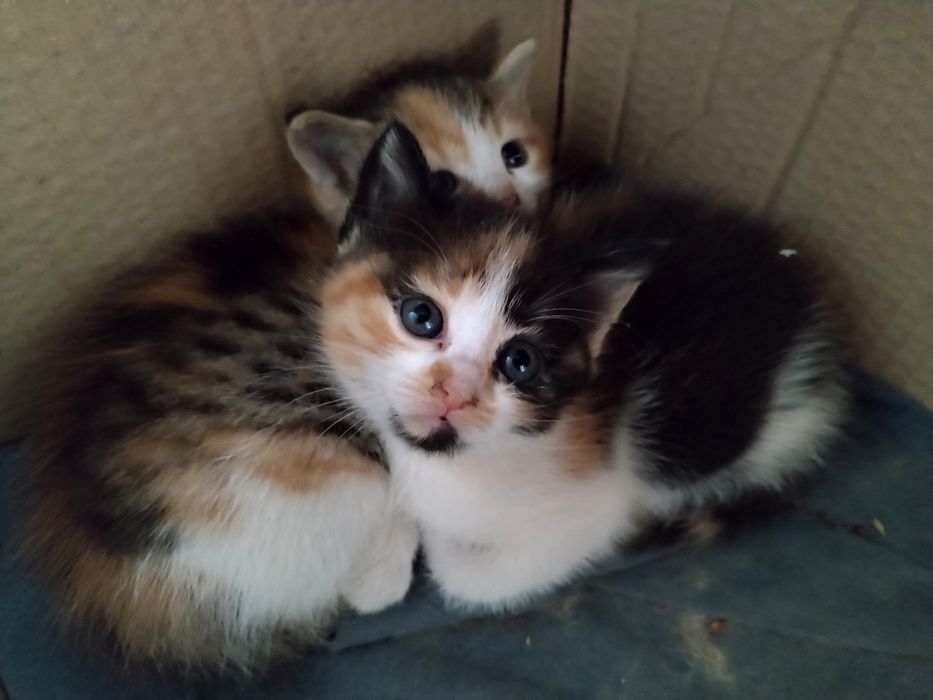 Подарявам котета