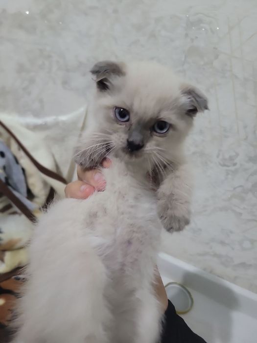 котёнок Скоттиш-фолд