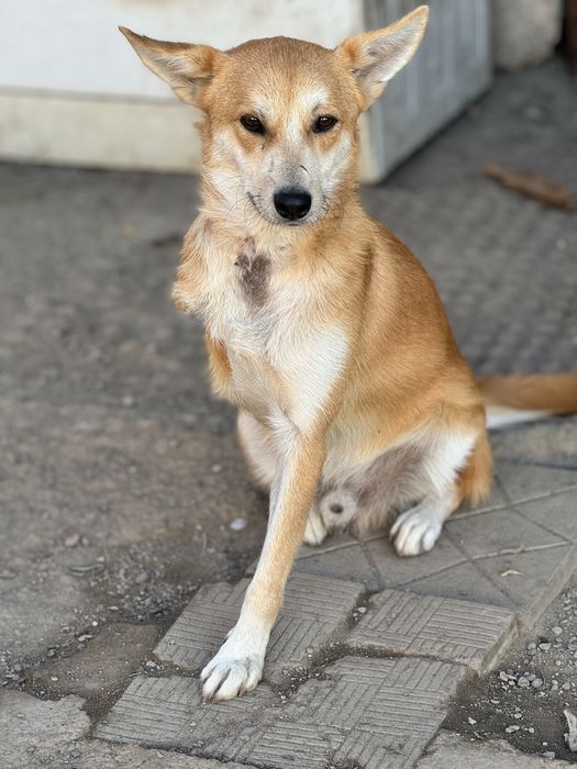 Феликс — рыжий пёс ищет дом!