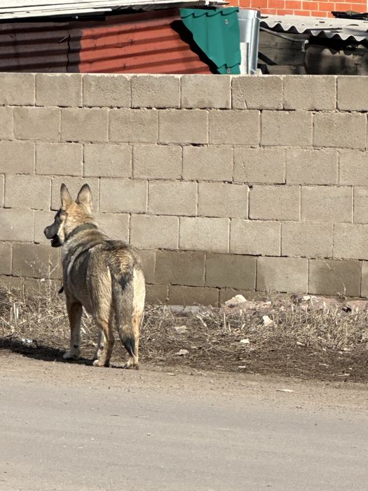 Щенята в добрые руки недорого