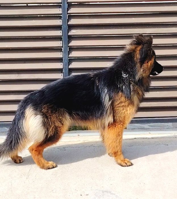 Femelă Ciobanesc German