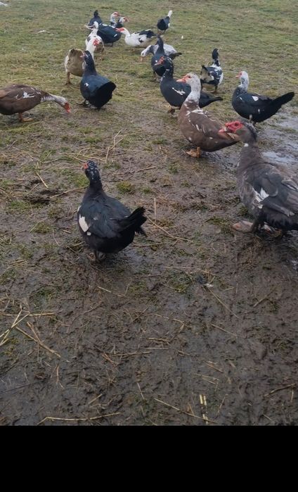 Oua rață muta disponibile