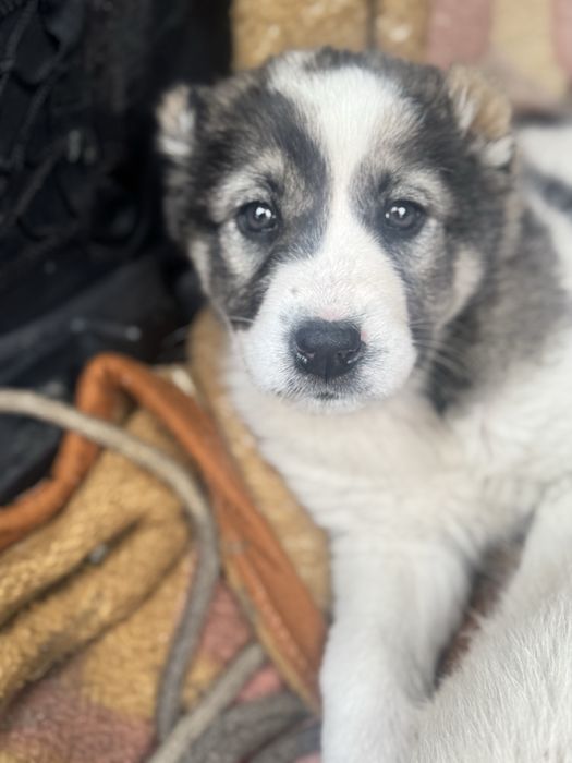 Продаю щенков алабая