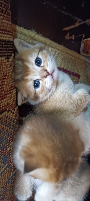 Продаются срочно! Шотландские котята с окрасом  золотая шиншилла ny 11