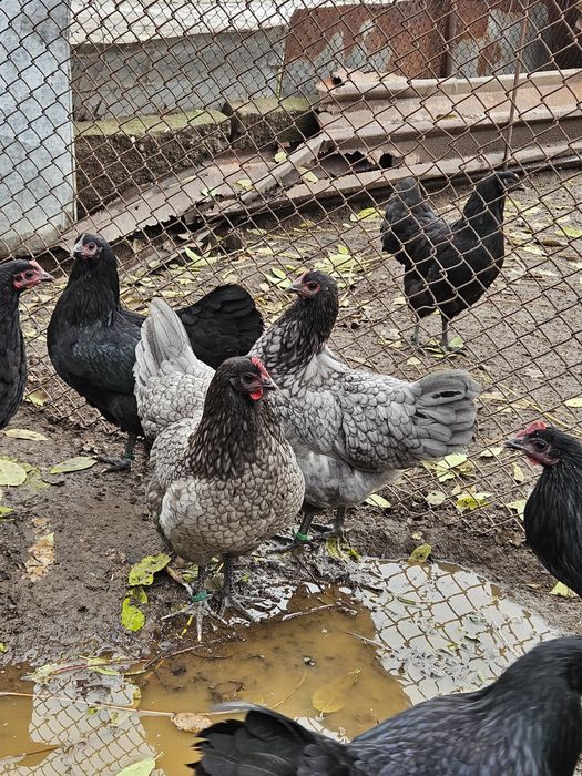 Оплодени яйца от австралорп