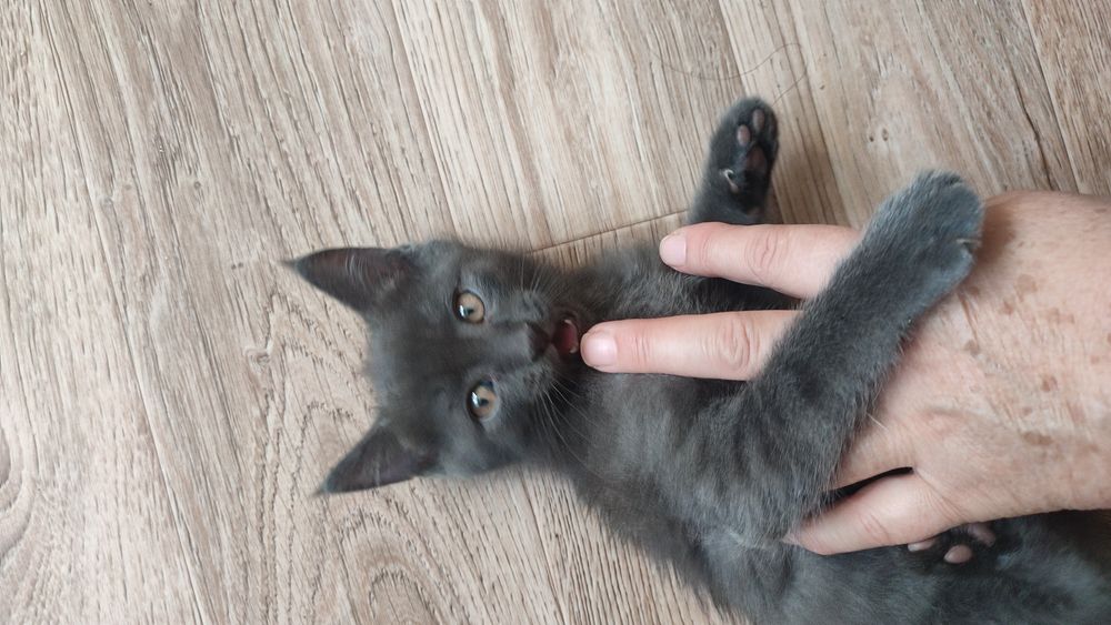 Отдам котенка в добрые руки
