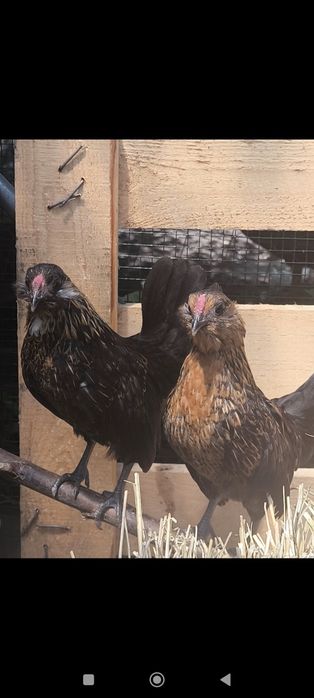 Cocoșei bărboasă de anvers