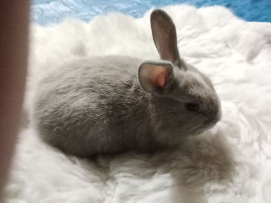 Продаются декоративные кролики