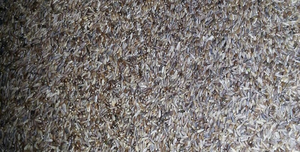 Seminte Musetel, Musetel Roman, Chamaemelum Nobile, Matricaria Nobile