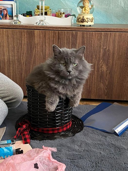 Donez motan Blue Russian