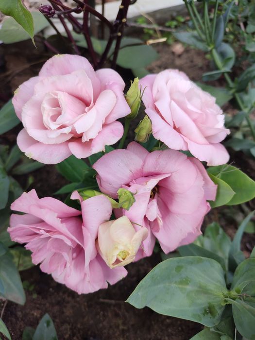 Эустома,вербена,петунья,патио георгины