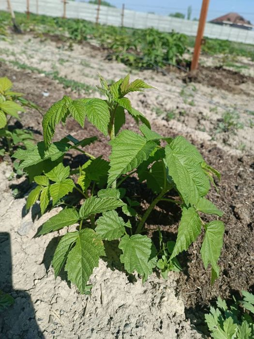 Ремонтантная малина