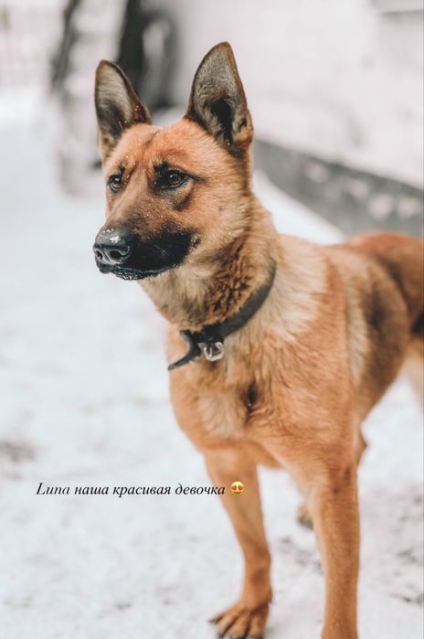 Щенки  бельгийской овчарки