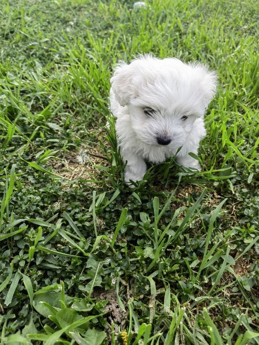 Bichon Maltez Femela