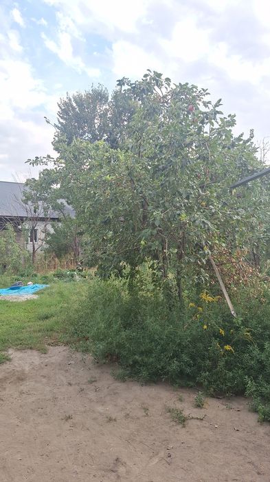 Продам дачу. Наурызбайский район.