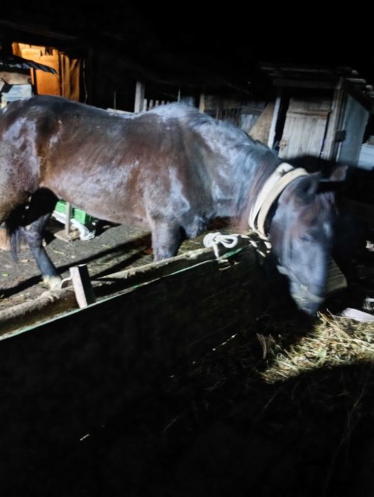 Vând cal  în vârstă de 14 ani cuminte merge singur la prășit