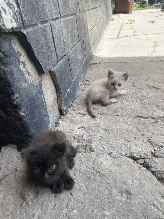 Отдам котят в хорошие руки