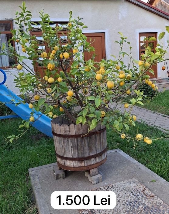 Lămai Pomi cu multe fructe