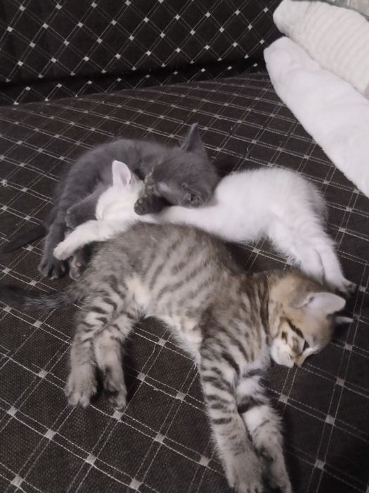 Отдам котят в добрые руки