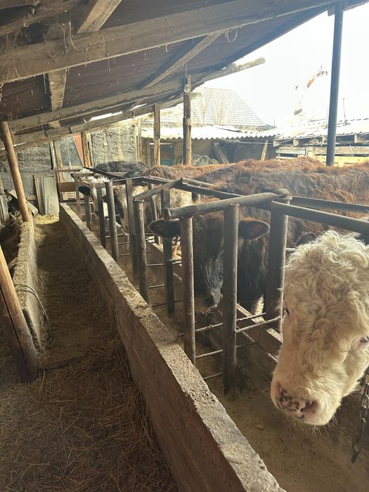 Срочно Продам Бычки Узынагаш