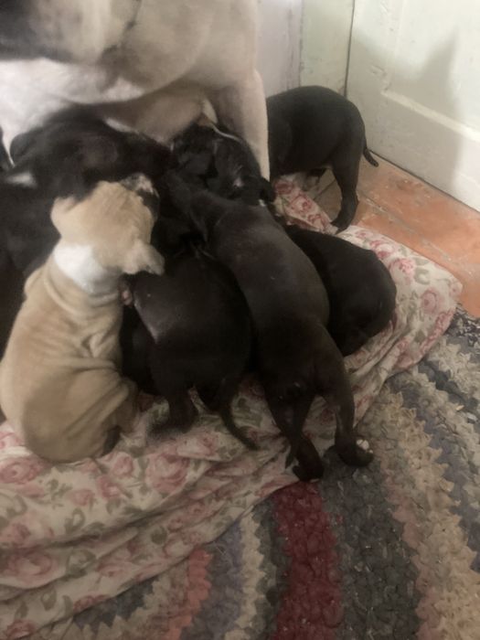 Щенков не осталос