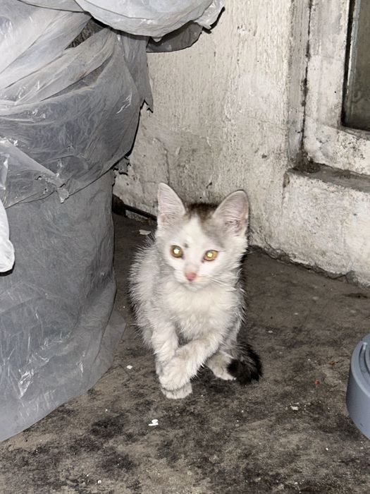 Котенок мальчик маленький