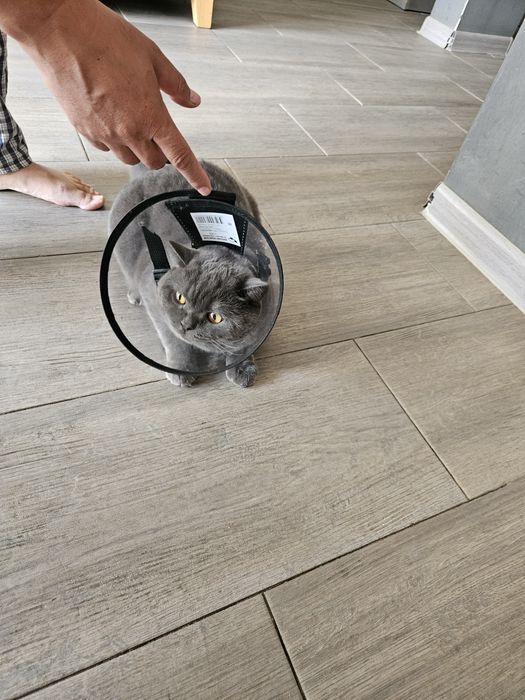 Вторник для кошек и маленьких собак