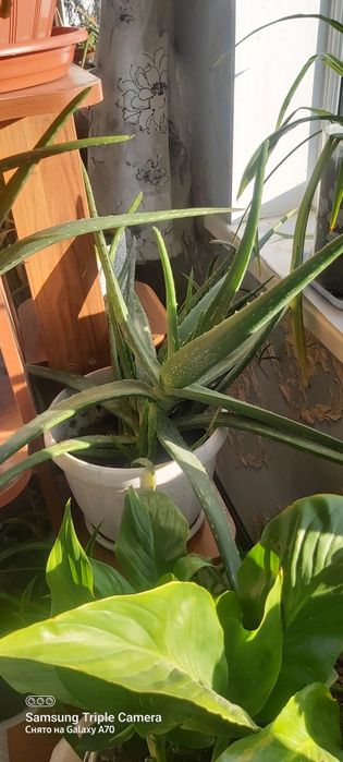 Лечебный  алое  вера