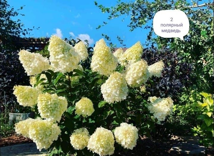 Продам черенки гортензий